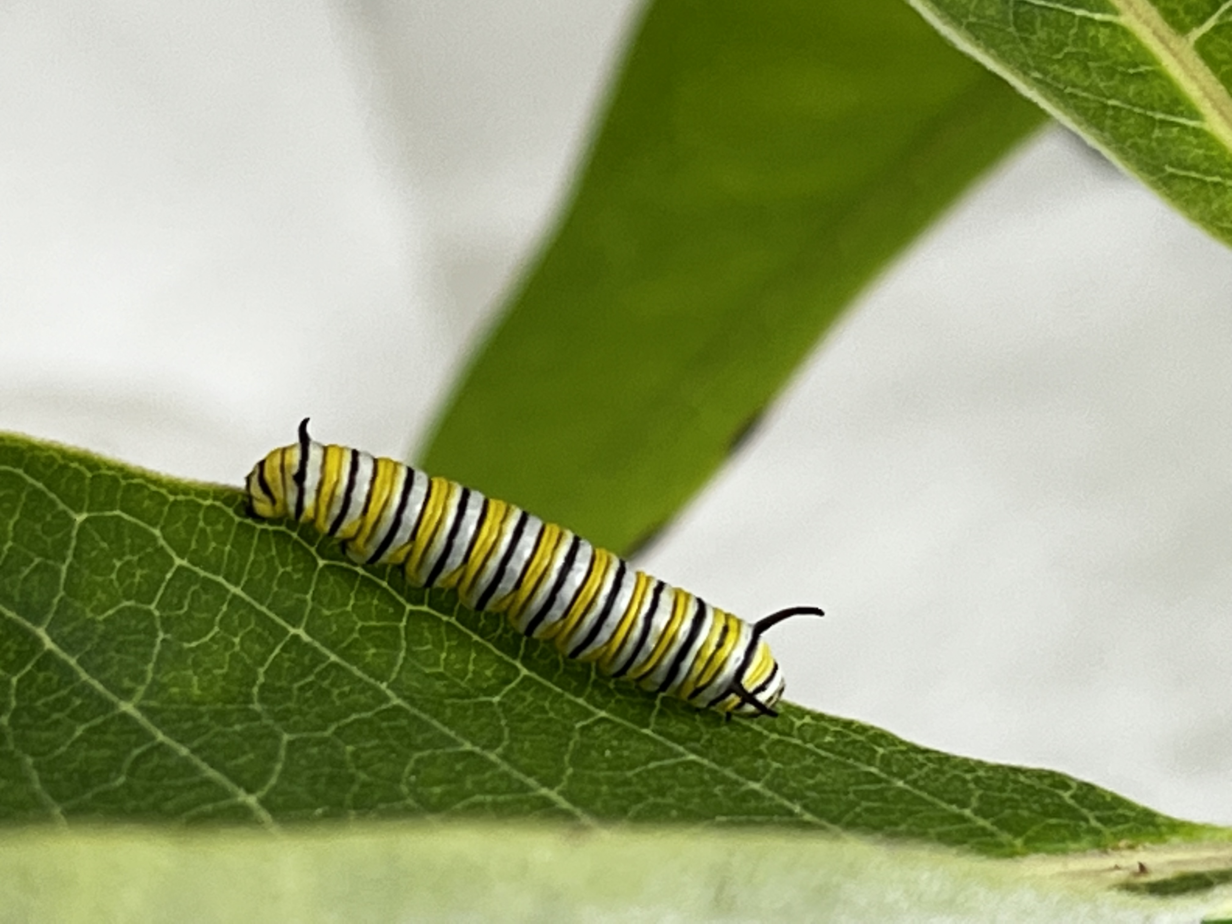 Caterpillar