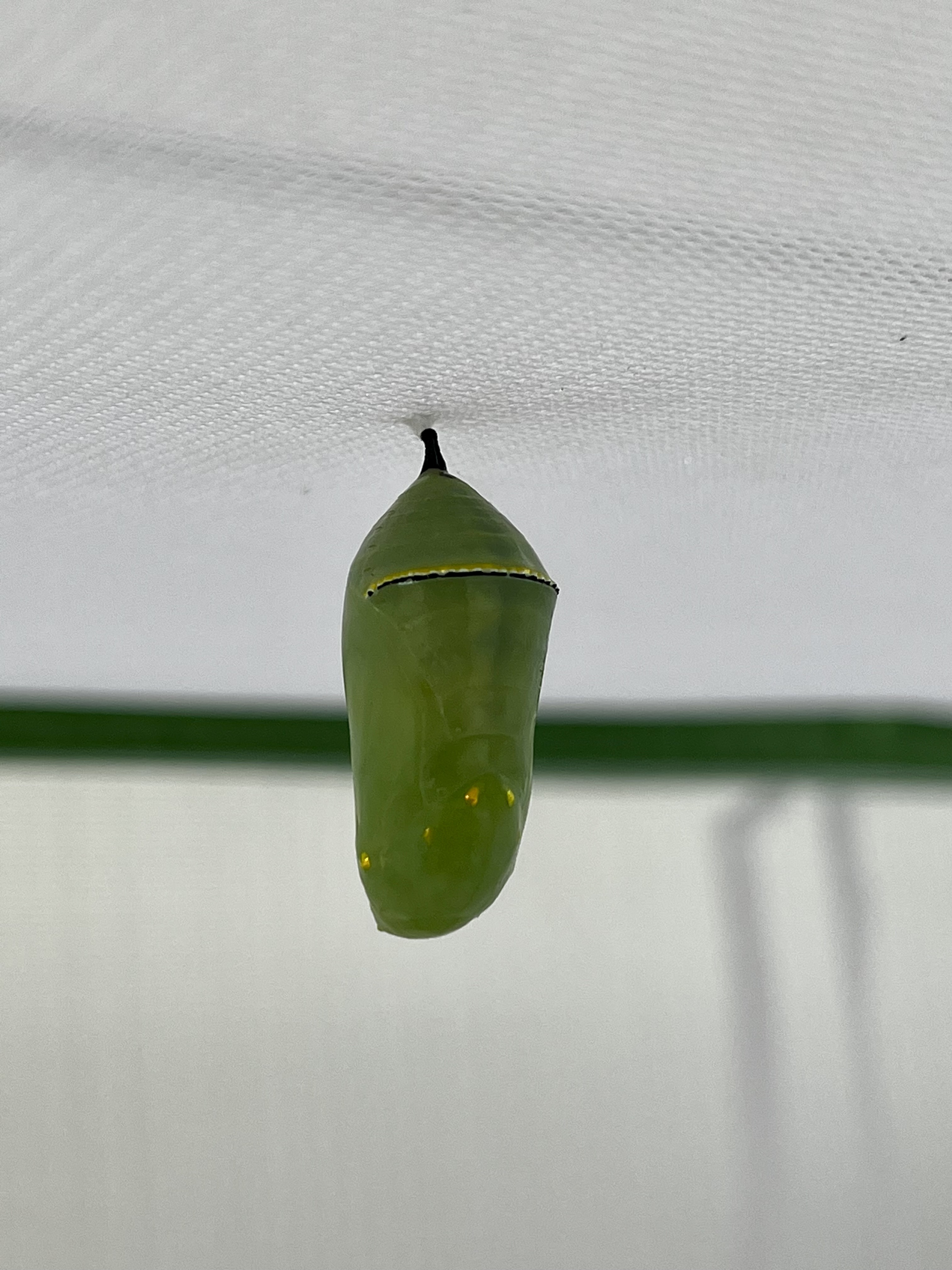 Chrysalis