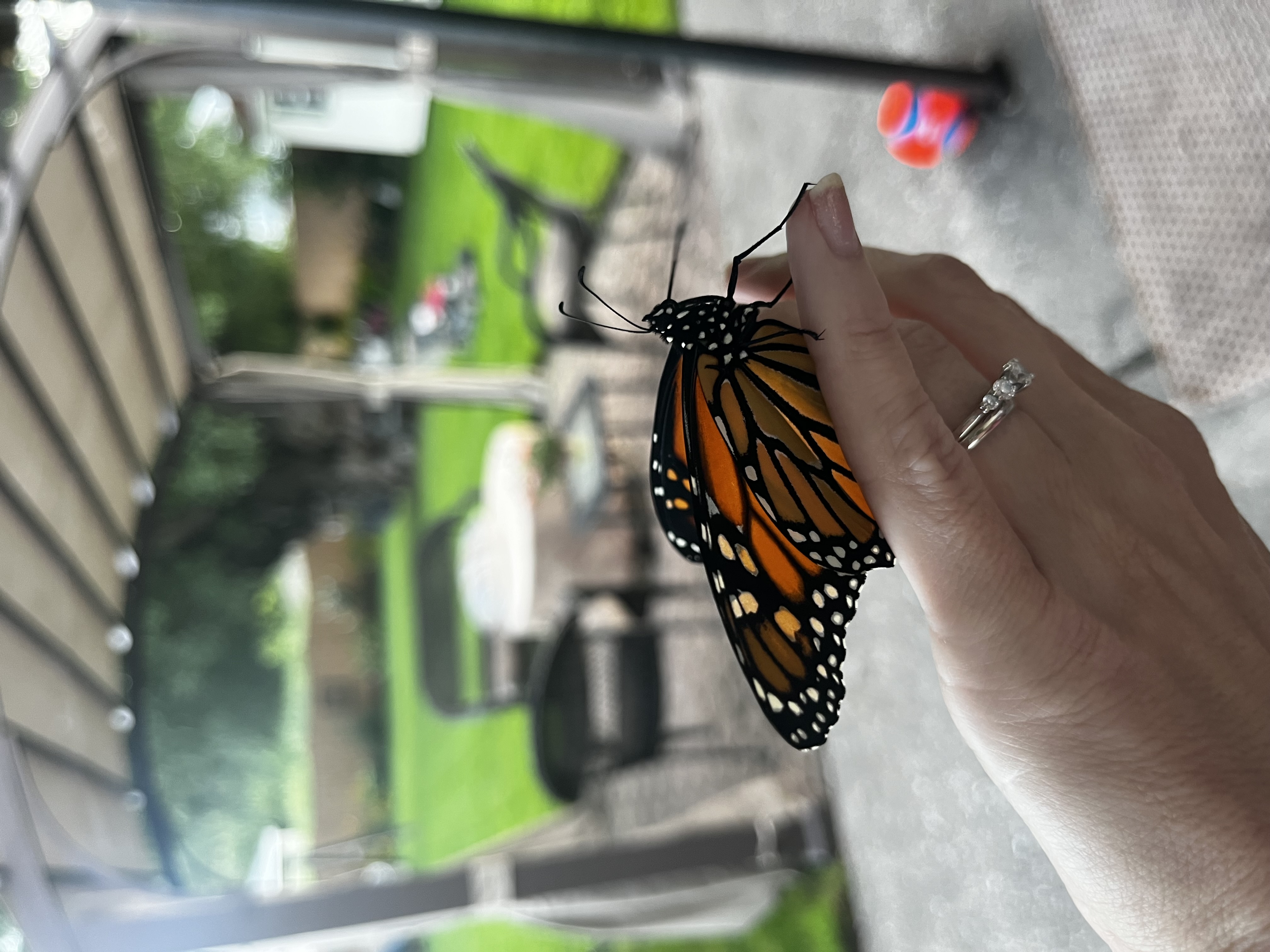 Butterfly