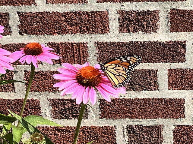 Library Interior View 15