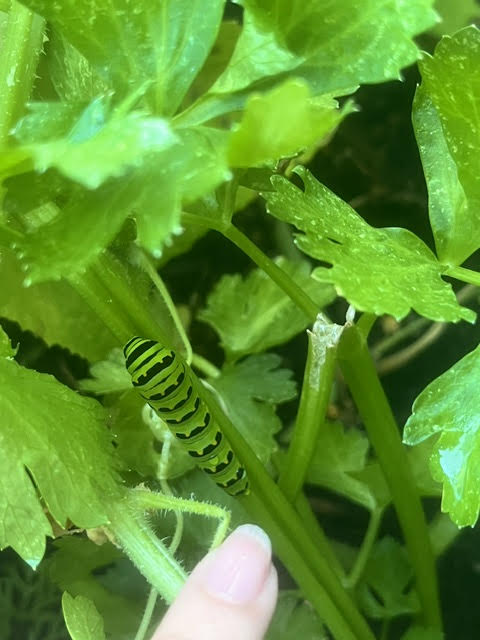 Library Interior View 16