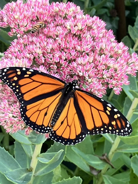 Library Interior View 6